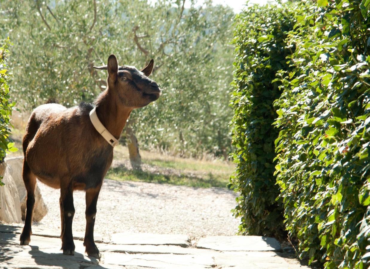 Tenuta Di Forte Sorgnano Gualdo Cattaneo Екстер'єр фото